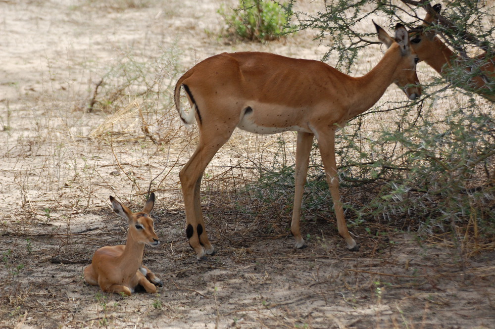 Tanzania - Impala  (Aepyceros melampus)